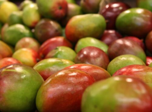Le sostanze contenute nel mango hanno effetti positivi sulla salute 42 mango