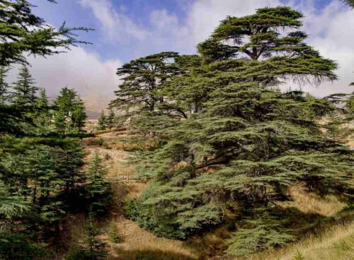 Cedro dell'Atlante: Olio Essenziale aromatico 56 cedro