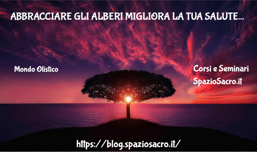 Abbracciare gli alberi migliora la tua salute 1 Abbracciare Gli Alberi Migliora La Tua Salute