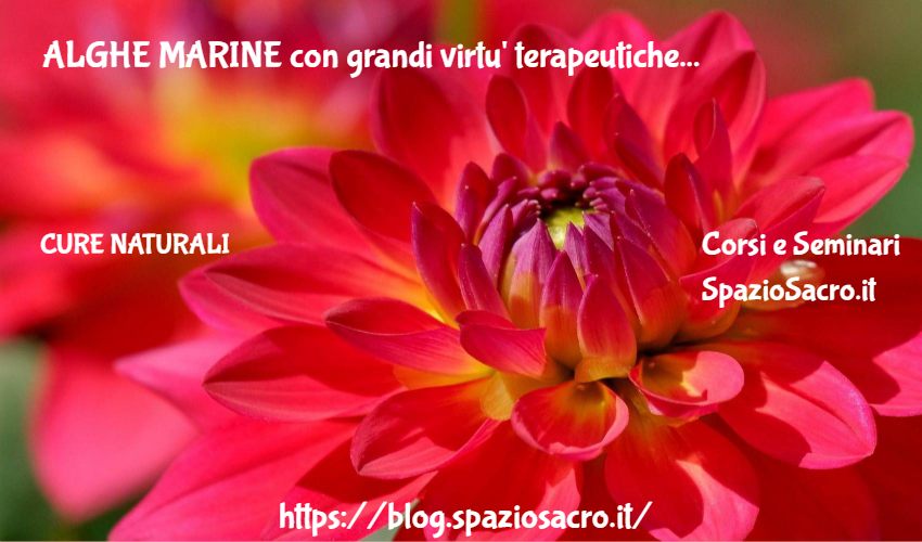 Alghe Marine Con Grandi Virtu' Terapeutiche