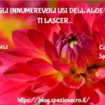 Aloe Gli Innumerevoli Usi Dell'aloe Vera Che Ti Lasceranno Senza Parole