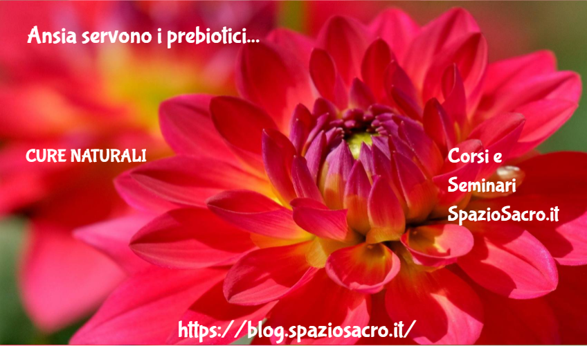 Ansia Servono I Prebiotici