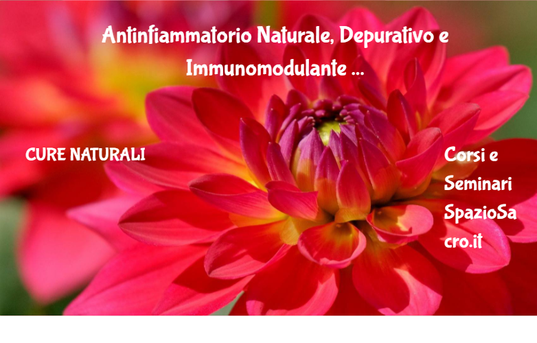 Antinfiammatorio Naturale, Depurativo e Immunomodulante : la rosa canina 1 Antinfiammatorio Naturale, Depurativo E Immunomodulante : La Rosa Canina