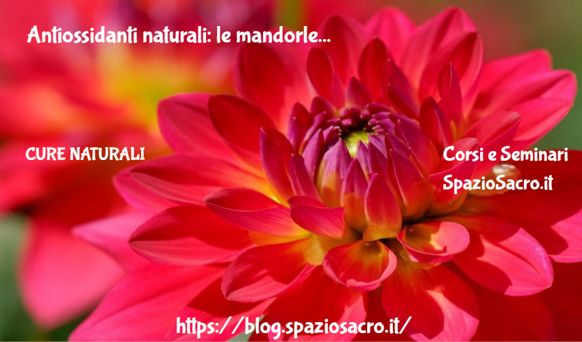 Antiossidanti naturali: le mandorle 1 Antiossidanti Naturali: Le Mandorle