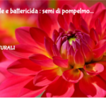 Antivirale E Battericida : Semi Di Pompelmo