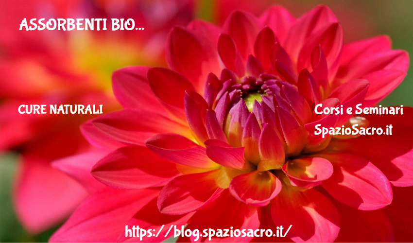 Assorbenti Bio