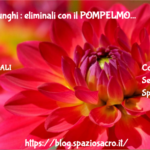 Batteri E Funghi : Eliminali Con Il Pompelmo