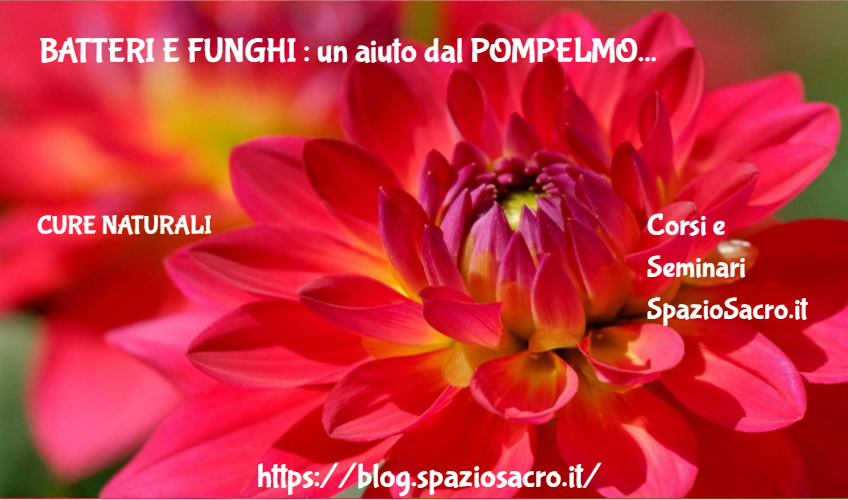 Batteri E Funghi : Un Aiuto Dal Pompelmo