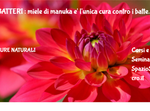 BATTERI : miele di manuka e' l'unica cura contro i batteri resistenti agli antibiotici 22 Batteri : Miele Di Manuka E' L'unica Cura Contro I Batteri Resistenti Agli Antibiotici