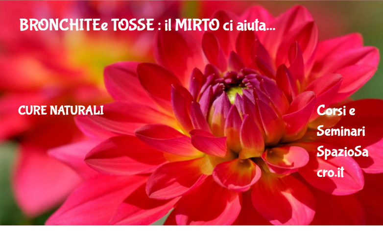 BRONCHITEe TOSSE : il MIRTO ci aiuta 1 Bronchitee Tosse : Il Mirto Ci Aiuta
