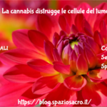 Cancro : La Cannabis Distrugge Le Cellule Del Tumorali : Studio Tedesco