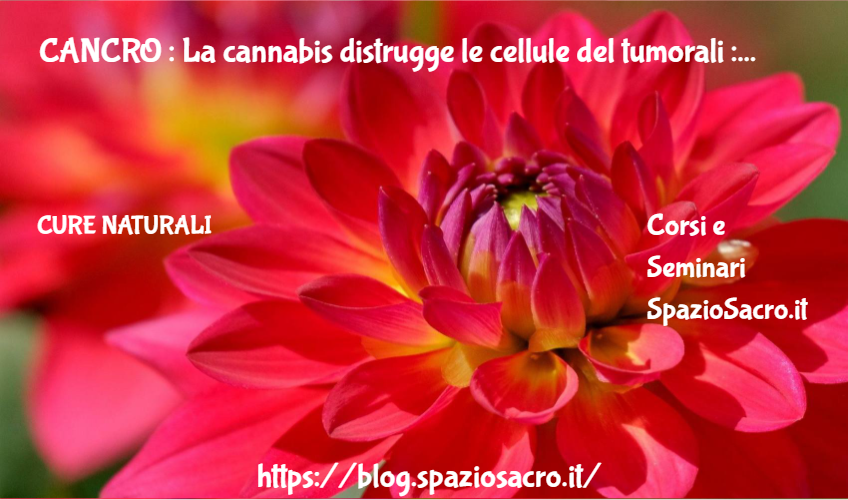Cancro : La Cannabis Distrugge Le Cellule Del Tumorali : Studio Tedesco