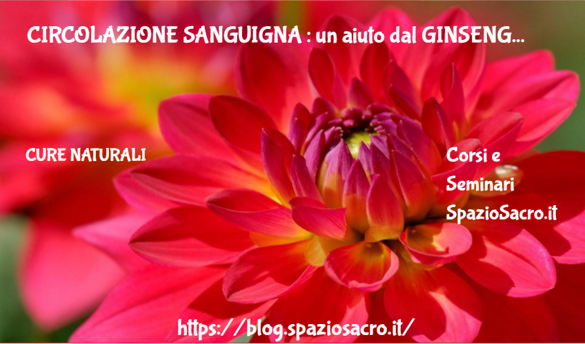 CIRCOLAZIONE SANGUIGNA : un aiuto dal GINSENG 1 Circolazione Sanguigna : Un Aiuto Dal Ginseng