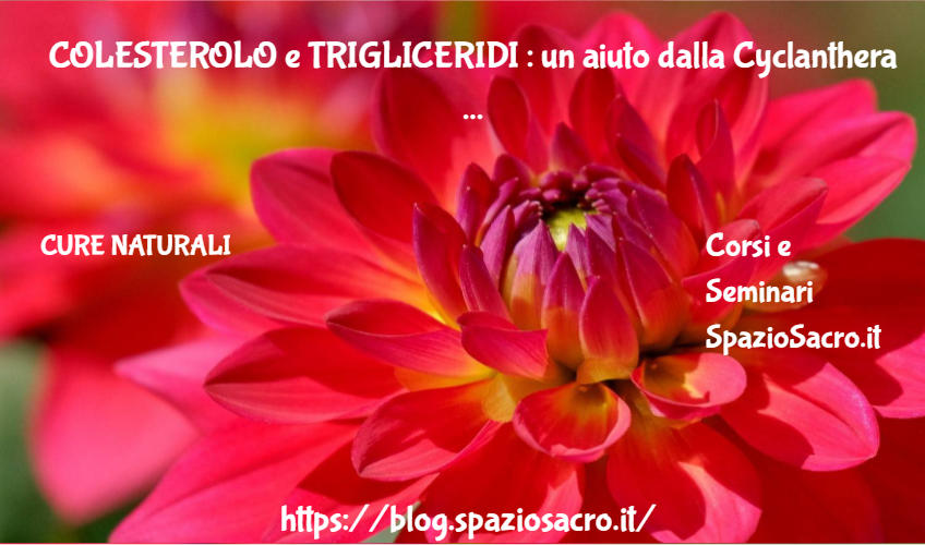 Colesterolo E Trigliceridi : Un Aiuto Dalla Cyclanthera Pedata
