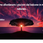 Come allontanare i piccioni dal balcone in modo naturale 3 Come Allontanare I Piccioni Dal Balcone In Modo Naturale