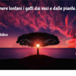 Come tenere lontani i gatti dai vasi e dalle piante 2 Come Tenere Lontani I Gatti Dai Vasi E Dalle Piante