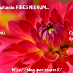 Cortisone naturale: RIBES NIGRUM 2 Cortisone Naturale: Ribes Nigrum
