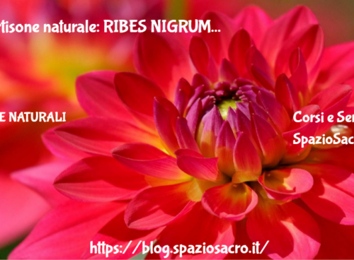 Cortisone naturale: RIBES NIGRUM 34 Cortisone Naturale: Ribes Nigrum