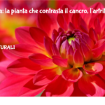 Curcuma: La Pianta Che Contrasta Il Cancro, L'artrite, Morbo Di Crohn E Psoriasi