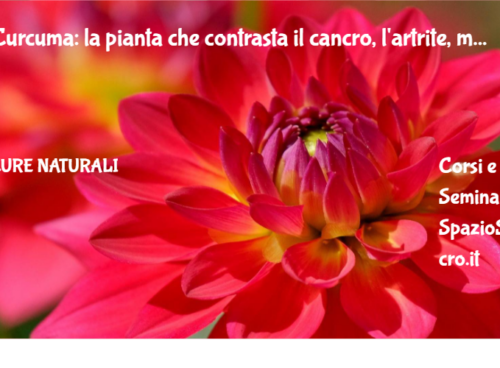 Curcuma: la pianta che contrasta il cancro, l'artrite, morbo di Crohn e psoriasi 94 Curcuma: La Pianta Che Contrasta Il Cancro, L'artrite, Morbo Di Crohn E Psoriasi