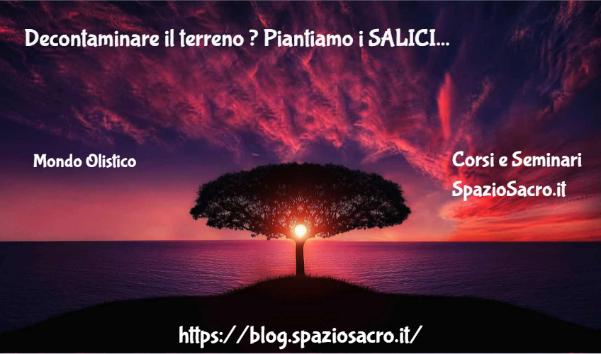 Decontaminare Il Terreno ? Piantiamo I Salici