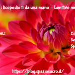 Determatiti : licopodio ti da una mano - Lenitivo nelle dermatiti, depurativo e rimedio omeopatico 3 Determatiti : Licopodio Ti Da Una Mano Lenitivo Nelle Dermatiti, Depurativo E Rimedio Omeopatico