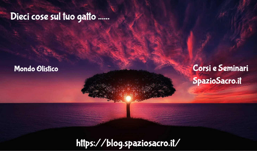 Dieci cose sul tuo gatto ... 1 Dieci Cose Sul Tuo Gatto ...