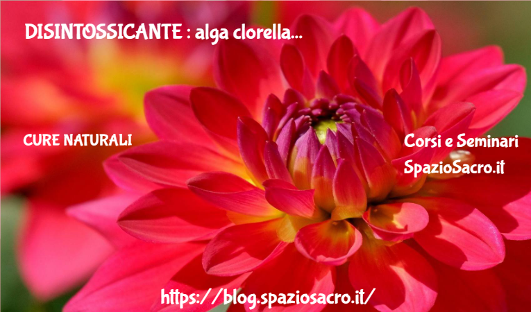 Disintossicante : Alga Clorella