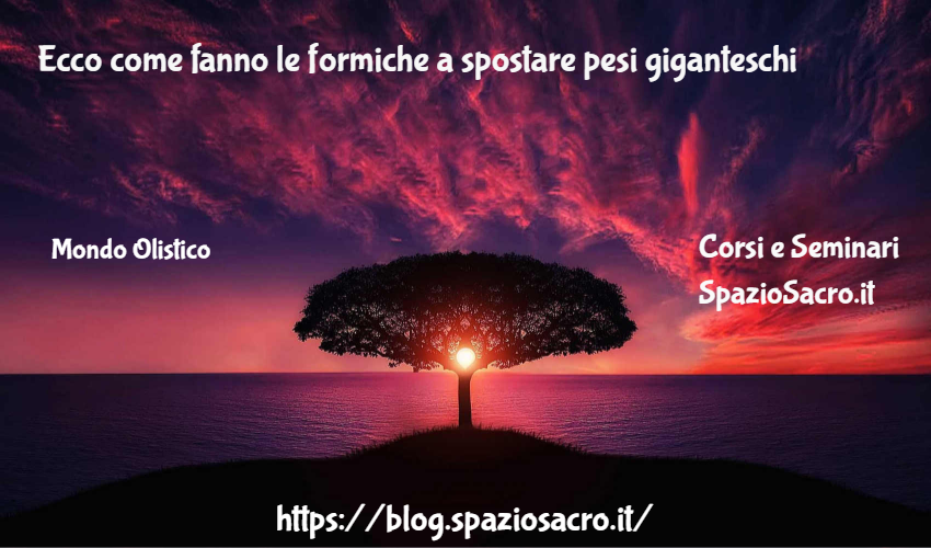 Ecco Come Fanno Le Formiche A Spostare Pesi Giganteschi