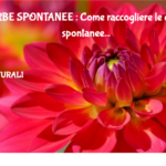 ERBE SPONTANEE : Come raccogliere le erbe spontanee 3 Erbe Spontanee : Come Raccogliere Le Erbe Spontanee