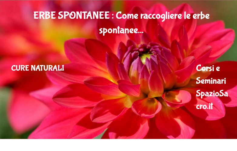 Erbe Spontanee : Come Raccogliere Le Erbe Spontanee