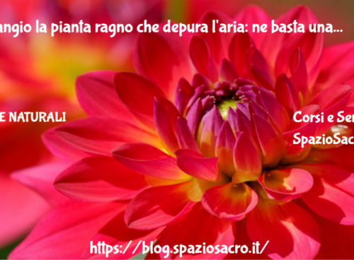 Falangio la pianta ragno che depura l'aria: ne basta una per purificare la casa 34 Falangio La Pianta Ragno Che Depura L'aria: Ne Basta Una Per Purificare La Casa