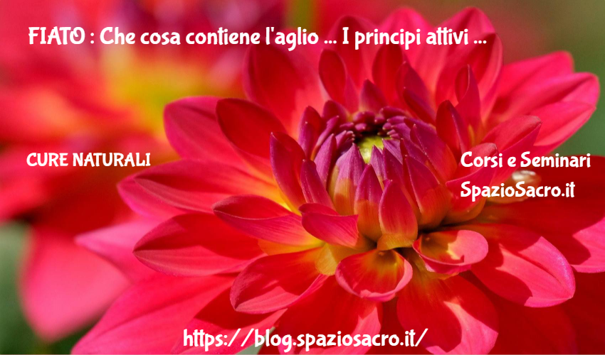 FIATO : Che cosa contiene l'aglio ... I principi attivi e il bene noto fiato 1 Fiato : Che Cosa Contiene L'aglio ... I Principi Attivi E Il Bene Noto Fiato