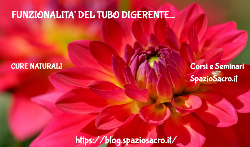 Funzionalita' del tubo digerente 1 Funzionalita' Del Tubo Digerente