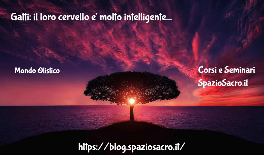 Gatti: Il Loro Cervello E' Molto Intelligente
