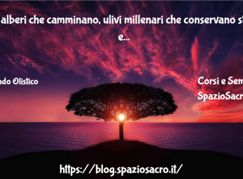 Gli alberi che camminano, ulivi millenari che conservano storie e attraversano il tempo 52 Gli Alberi Che Camminano, Ulivi Millenari Che Conservano Storie E Attraversano Il Tempo