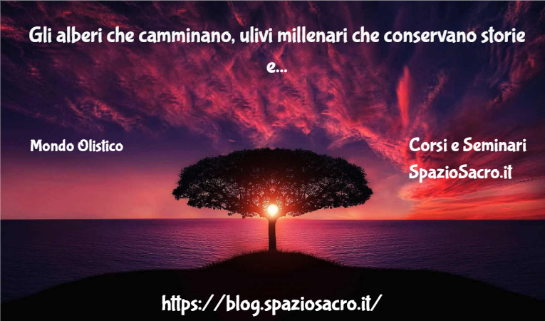 Gli alberi che camminano, ulivi millenari che conservano storie e attraversano il tempo 1 Gli Alberi Che Camminano, Ulivi Millenari Che Conservano Storie E Attraversano Il Tempo