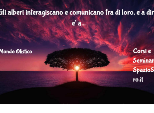Gli Alberi Interagiscano E Comunicano Fra Di Loro, E A Dirlo E' Anche La Scienza...