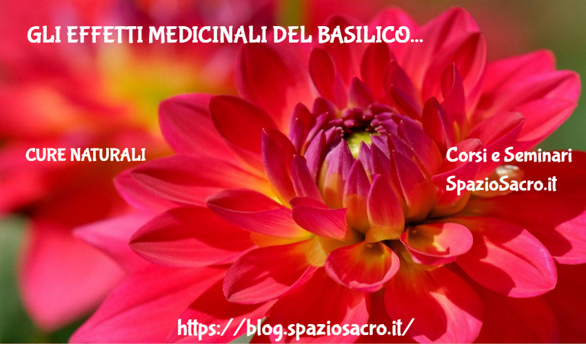 Gli Effetti Medicinali Del Basilico
