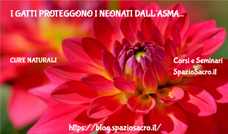I gatti proteggono i neonati dall'asma 1 I Gatti Proteggono I Neonati Dall'asma