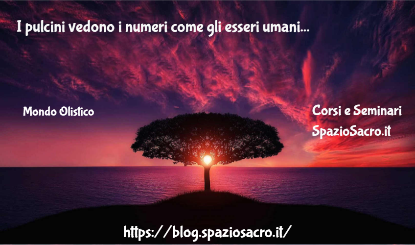 I pulcini vedono i numeri come gli esseri umani 1 I Pulcini Vedono I Numeri Come Gli Esseri Umani