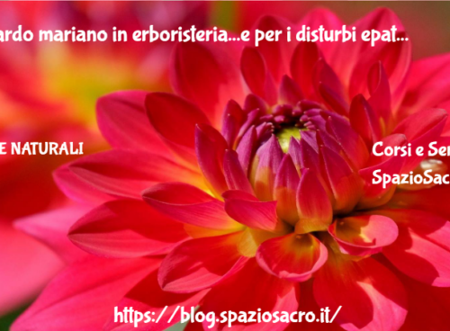 Il Cardo Mariano In Erboristeria...e Per I Disturbi Epatobiliari