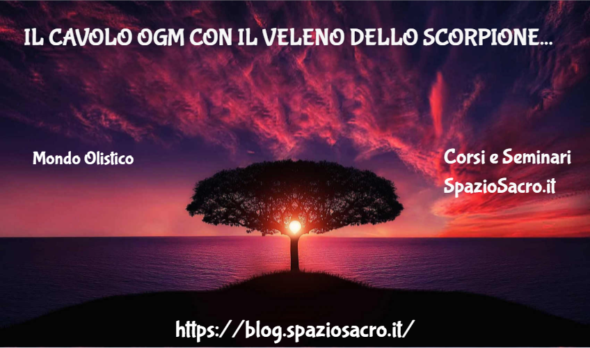 Il cavolo ogm con il veleno dello scorpione 1 Il Cavolo Ogm Con Il Veleno Dello Scorpione