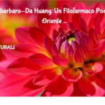 Il Rabarbaro Da Huang: Un Fitofarmaco Ponte Tra Oriente Ed Occidente