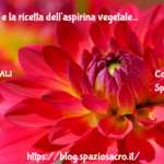 Il sambuco e la ricetta dell'aspirina vegetale 3 Il Sambuco E La Ricetta Dell'aspirina Vegetale