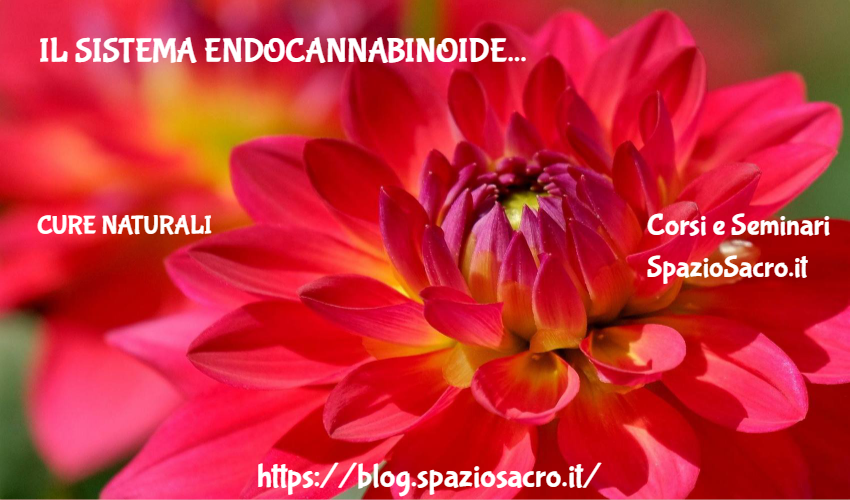 Il Sistema Endocannabinoide
