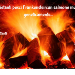 inquietanti pesci Frankenstein:un salmone mutante geneticamente modificato 3 Inquietanti Pesci Frankenstein:un Salmone Mutante Geneticamente Modificato