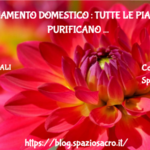 Inquinamento Domestico : Tutte Le Piante Che Purificano L'aria In Casa