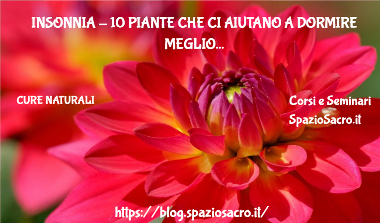Insonnia 10 Piante Che Ci Aiutano A Dormire Meglio