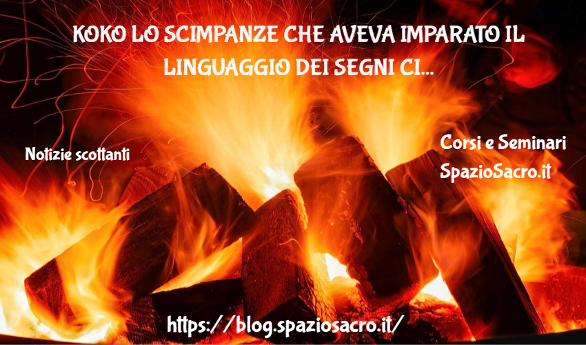 Koko lo scimpanze che aveva imparato il linguaggio dei segni ci ha lasciato un messaggio 1 Koko Lo Scimpanze Che Aveva Imparato Il Linguaggio Dei Segni Ci Ha Lasciato Un Messaggio